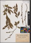Foto von Salix cinerea L. x Salix nigricans Sm.